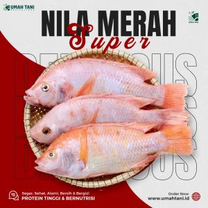 NIla Merah Segar