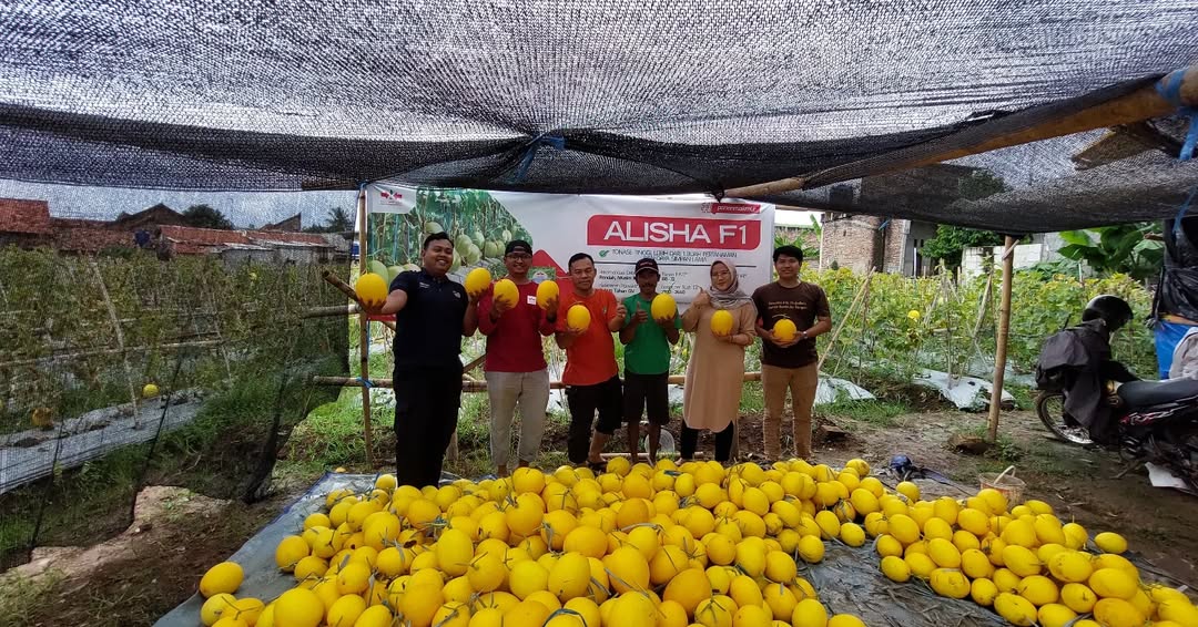 Panen Golden Melon Alisha F1